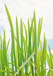 Similar image 19775403