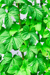 Similar image 19188672