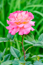 Similar image 19192786