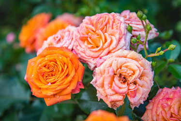 Similar image 19189432