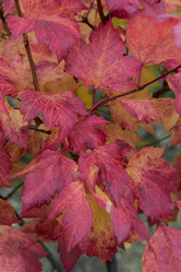 Similar image 19196250