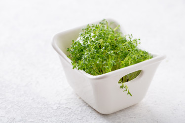 Similar image 19511999