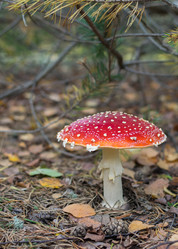 Similar image 19196065