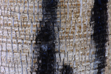 Similar image 19775252