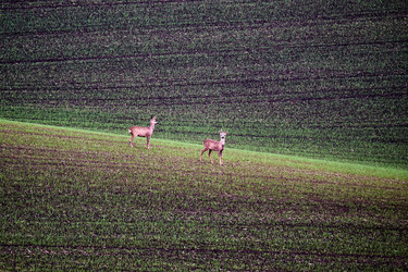 Similar image 19742734