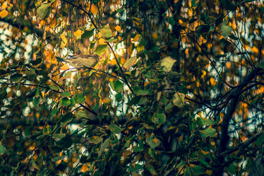 Similar image 19742953