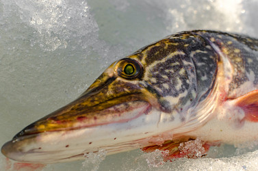 Similar image 19607393