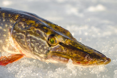 Similar image 19607396