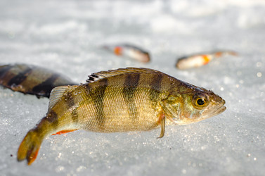 Similar image 19607399