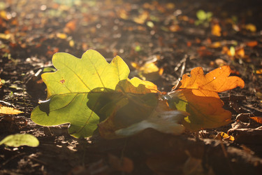 Similar image 19607160