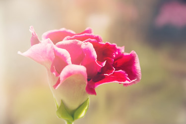 Similar image 19775334