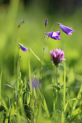 Similar image 20049336