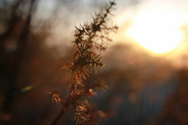 Similar image 20049654