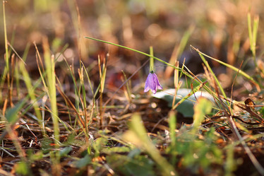 Similar image 20049994