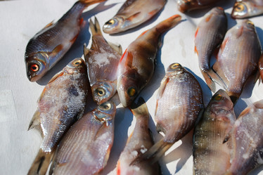 Similar image 20050128