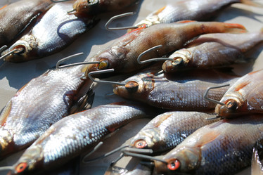 Similar image 20050134