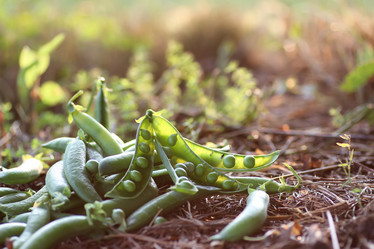 Similar image 20050220