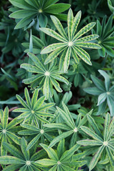 Similar image 20050300