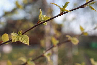 Similar image 20050302