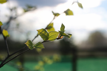 Similar image 20050306