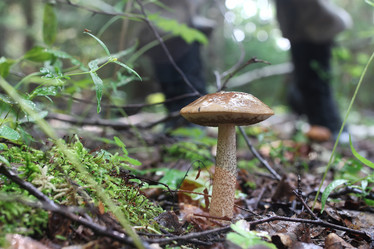 Similar image 20050918