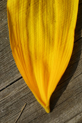 Similar image 20050927