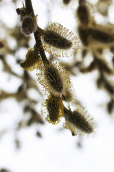 Similar image 20051134