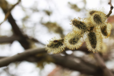 Similar image 20051135