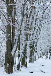 Similar image 20051215