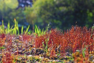 Similar image 20051325