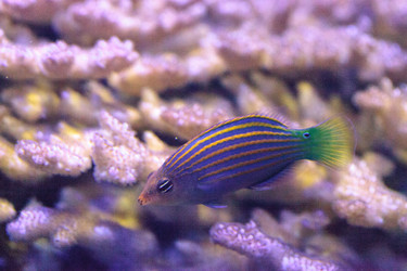 Similar image 20120731