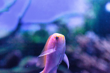 Similar image 20120287