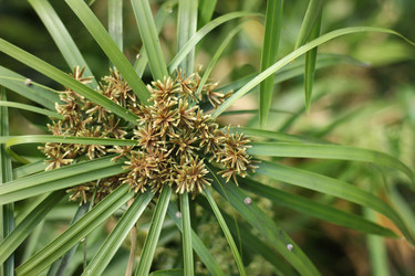 Similar image 20059297