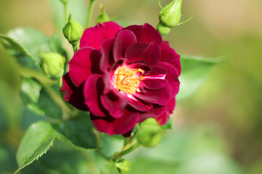 Similar image 20059299