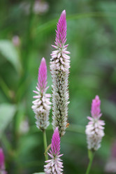 Similar image 20059311