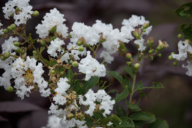 Similar image 20059279