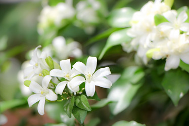 Similar image 20059289