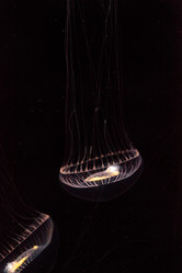 Similar image 20117870