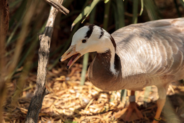 Similar image 20118413