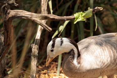 Similar image 20120264