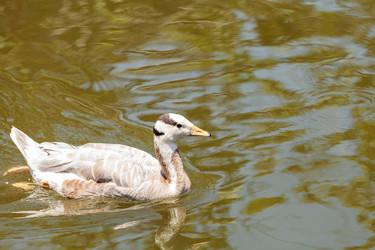 Similar image 20120316