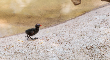 Similar image 20120336