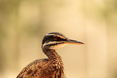 Similar image 20120434