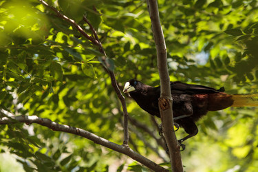 Similar image 20120596