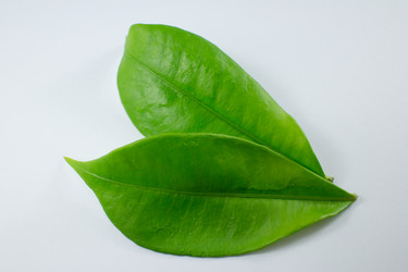 Similar image 20059176