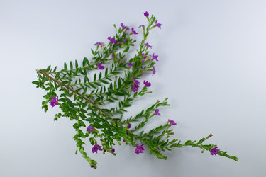 Similar image 20059178