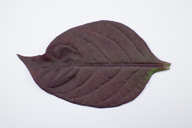 Similar image 20059223