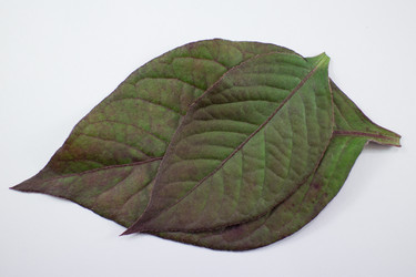 Similar image 20059231