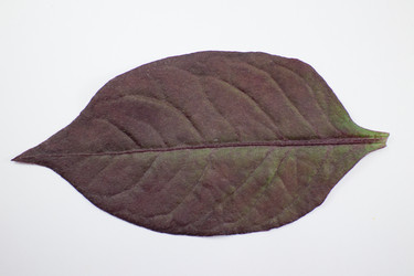 Similar image 20059233