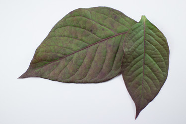 Similar image 20059235